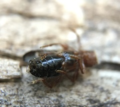 Phymatodes nitidus