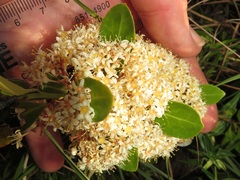 Gymnosporia markwardii