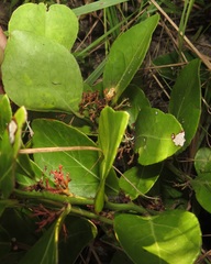 Gymnosporia markwardii