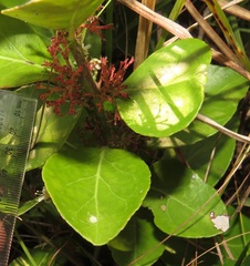 Gymnosporia markwardii