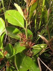 Gymnosporia markwardii