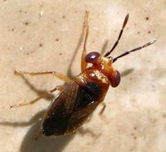 Isthmocoris imperialis