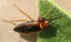 Isthmocoris imperialis