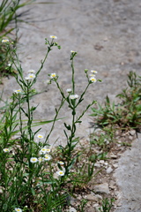 Erigeron allisonii