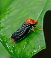 Gynopygoplax walkeri
