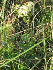 Gymnosporia markwardii