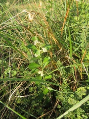 Gymnosporia markwardii