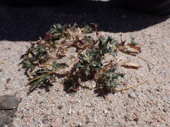 Loeseliastrum schottii