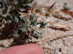 Loeseliastrum schottii