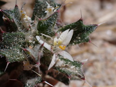 Loeseliastrum schottii