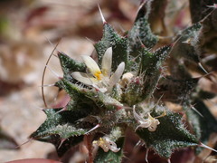 Loeseliastrum schottii