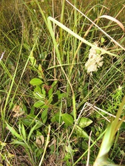 Gymnosporia markwardii