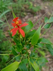 Epidendrum radicans
