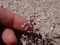 Chorizanthe spinosa