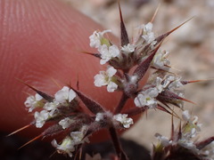 Chorizanthe spinosa
