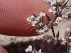 Chorizanthe spinosa