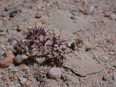 Chorizanthe spinosa
