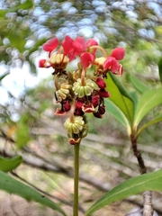 Byrsonima bucidaefolia