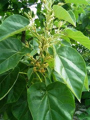 Paulownia tomentosa