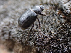 Diplotaxini