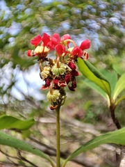 Byrsonima bucidaefolia