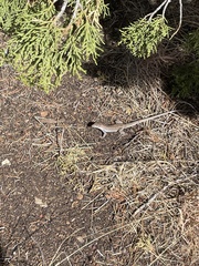 Aspidoscelis exsanguis