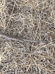 Aspidoscelis exsanguis