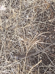 Aspidoscelis exsanguis