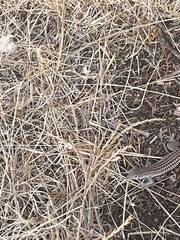 Aspidoscelis exsanguis