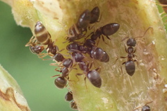 Lasius americanus