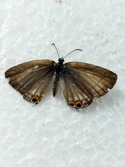 Euchrysops cnejus