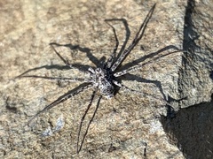 Rhysodromus alascensis