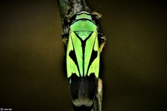 Nephotettix nigropictus