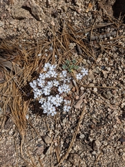 Linanthus concinnus