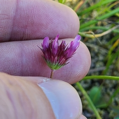 Trifolium oliganthum