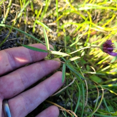 Trifolium oliganthum