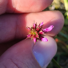 Trifolium oliganthum