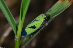 Nephotettix nigropictus
