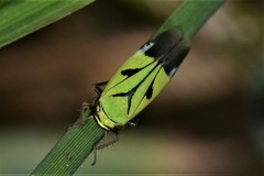 Nephotettix nigropictus