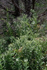 Lithospermum molle