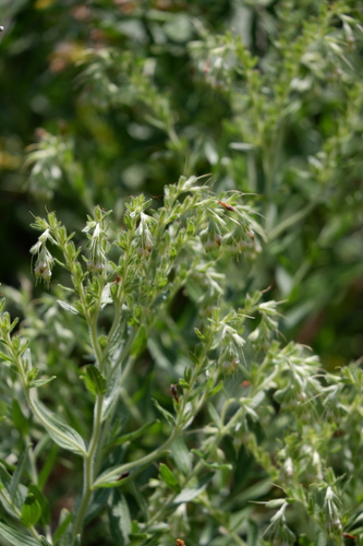 Image of Lithospermum molle by (c) Bonnie Semmling, some rights reserved (CC BY)