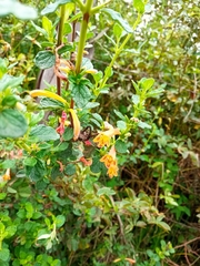 Clinopodium tomentosum