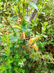 Clinopodium tomentosum