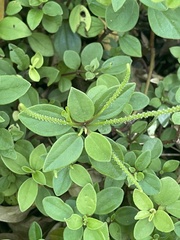 Peperomia leptostachya