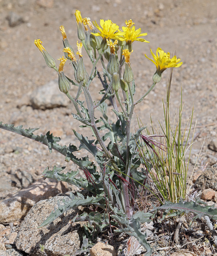 Crepis occidentalis ssp. occidentalis