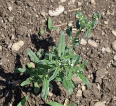 Buglossoides arvensis arvensis