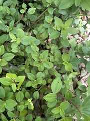 Peperomia leptostachya