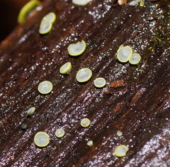 Chlorosplenium