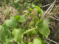 Chromolaena collina
