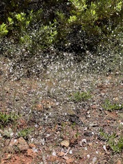 Hesperolinon spergulinum